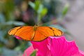 Dryas Julia Oranje passiebloemvlinder vlinder vlinders butterfly butterflies papillon papillons